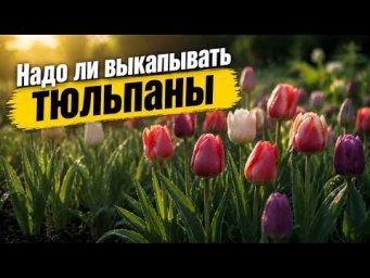 Садовый клуб Наталии Петренко - Надо ли выкапывать тюльпаны