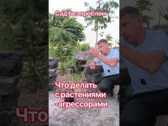 Сад без проблем - Что делать с растениями-агрессорами?