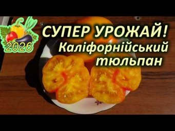 Дела домашние - ТОП 10 УРОЖАЙНИХ високорослих томатів.  8 місце - Каліфорнійський тюльпан.