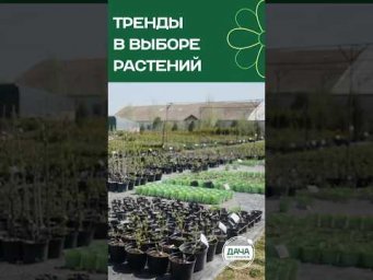 Дача без проблем - Туя Смарагд больше не тренд? Что сажают в садах сейчас?