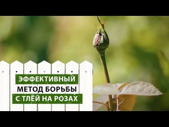 Дача без проблем - БОРЕМСЯ С ТЛЕЙ НА РОЗАХ | эффективный метод борьбы с тлей