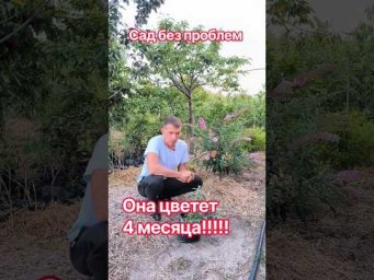 Сад без проблем - Она цветет 4 месяца!!!
