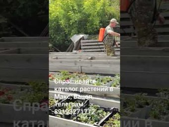Светлана Александрова - Когда идут дожди, кормлю растения по листу. #клематисы #садоводство #дача
