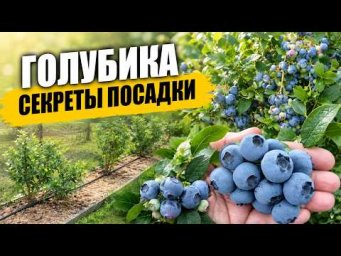 Садовый клуб Наталии Петренко - Голубика: секреты посадки