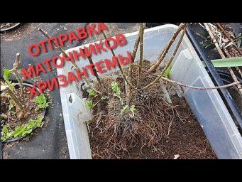 Цветочный сад у Алёнушки - РАССЫЛКА МАТОЧНИКОВ ХРИЗАНТЕМЫ ПО ВСЕЙ РОССИИ.