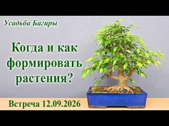 Усадьба Багиры - Когда и как формировать растения?