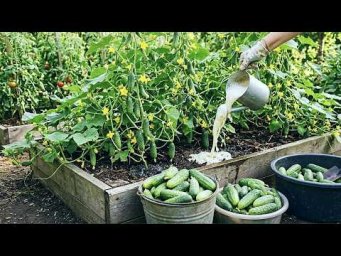 Сад-огород Life - Когда в июле мало тепла подкармливаю огурцы этим чтобы усилить плодоношение.