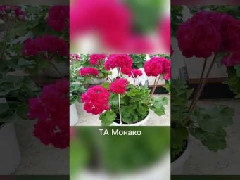 Мой цветочный бизнес - ТА Монако #пеларгония #ТА_Монако #цветы