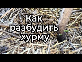 Сад без проблем - Реальные результаты пробуждения хурмы стимулятором Ауреа