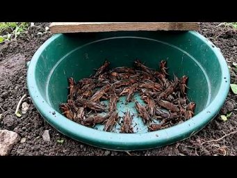 Сад-огород Life - Как быстро вывести медведку с огорода? Топ проверенных способов борьбы с медведкой