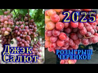 Виноград Одесса - Новый Сорт Винограда ДЖЭК САЛЮТ кишмиш сезон 2025