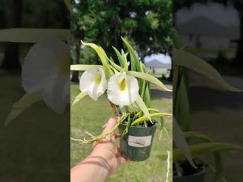 Орхидс Brassocattleya Saint Andr&eacute;  #orchids