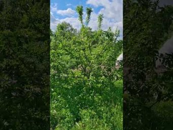 Сивер Сад - Чому не ростуть саджанці і що потрібно, щоб пішли у ріст.