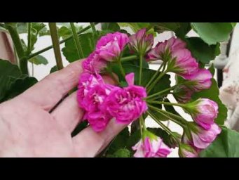 Мой цветочный бизнес - Пеларгония TS Persephone
