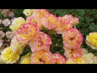 Питомник Розовая клумба - Хамминберд https://rozklumba.ru