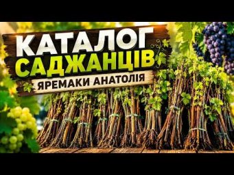 Выращивание винограда - Каталог на  саджанці винограду 2026-2027 року.Телефон-098 115 04 16