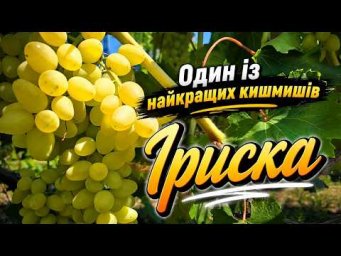 Виноград на грядке - Один із найкращих білоягідних кишмишів