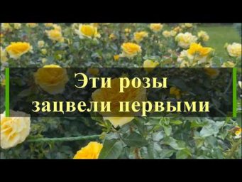 Питомник роз Иващенко - Эти розы зацвели первыми. Питомник растений Е. Иващенко