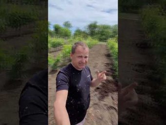 Виноград Одесса - 89 комментариев  Никто не угадал  НО есть победитель mp4#shorts #tiktok #виноград 