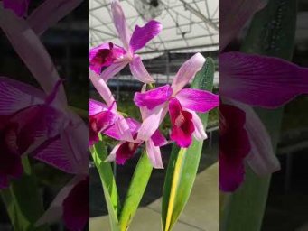 Орхидс Laelia purpurata var. gilbert x purpurata var. atropurpurea #orchids