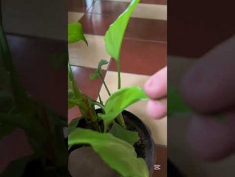 Комнатные цветы - Как часто переваливать растения в горшок побольше?!