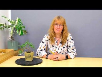 Усадьба Багиры - Бонсай из фикуса Нериифолия (ч.3).