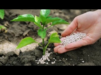 Сад без проблем - Почему опасно кормить растения азотными удобрениями?