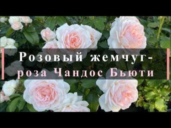 Питомник роз Иващенко - Розовый жемчуг- роза Чандос Бьюти. Питомник растений Е. Иващенко