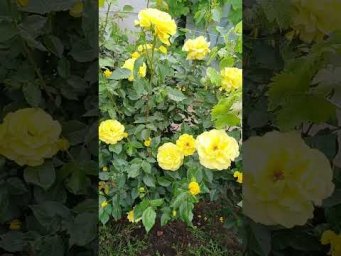 Цветочное ассорти - Шикарное цветение розы и пиона