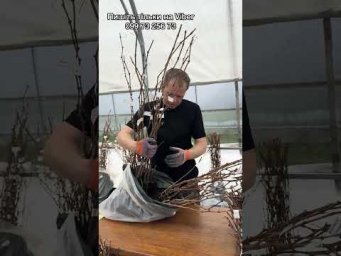 Виноград на грядке - 27 квітня 2026 р.