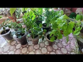 Цветочное ассорти - Обзор моих молодых, комнатных растений