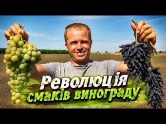 Виноград на грядке - Селекція Панченка Руслана. 5 Новинок винограду!