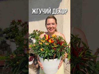 Садовый Мир - Жгучий декор: эти перцы сделают ваш сад стильным и острым