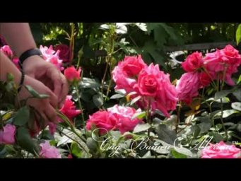 Сад Вашей мечты - Розы флорибунда.Особенности, посадка, укрытие, обрезка.