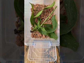 Garden orchides - Лучший способ наращивания корней орхидеи в тепличке!