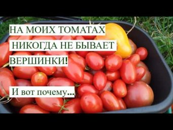 Во саду ли в огороде Юлия Миняева - НА МОИХ ТОМАТАХ НИКОГДА НЕ БЫВАЕТ ВЕРШИНКИ. И вот почему...