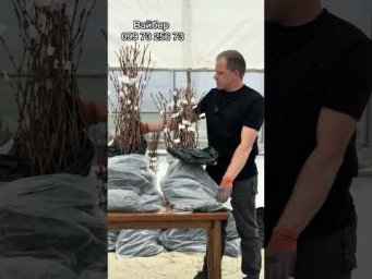 Виноград на грядке - 27 квітня 2026 р.