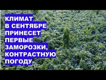 Дача, сад, огород, цветы - Сентябрь 2026: Прошлогоднего Тепла НЕ БУДЕТ! Первые Заморозки, Холодный В