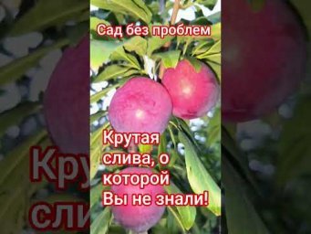 Сад без проблем - Крутая слива, о которой вы не знали!