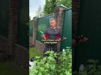 Умное хозяйство - Тля на смородине &mdash; уничтожаю за один раз