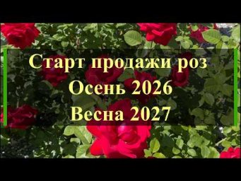 Питомник роз Иващенко - Старт продажи роз: Осень 2026 Весна 2027. Питомник растений Е. Иващенко