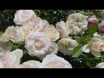 Питомник Розовая клумба - Мои зефирки❤️ https://rozklumba.ru