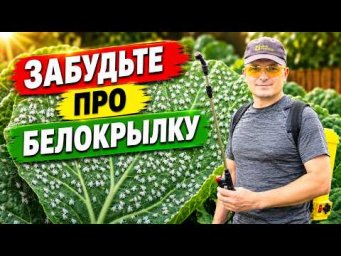 Сад, огород своими руками (Валерий Кузюбердин) - Всего одна обработка и белокрылки на огороде больше
