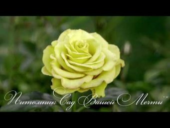 Сад Вашей мечты - Роза Kerio.Обзор сорта.Питомник роз Сад Вашей Мечты.R-088