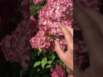 Вероника Поливкина - Пора сушить гортензию для зимних букетов