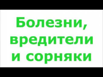 Садовник Макаров - Болезни растений, вредители и сорняки в огороде