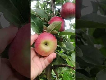 Хатунский питомник - ЯЮЛОНЯ КОВАЛЕНКОВСКОЕ 