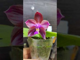 Орхидс Phalaenopsis Mituo Obsidian 'Neptune'   #orchids
