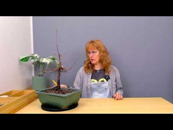 Усадьба Багиры - Бонсай из метасеквойи (ч.13).