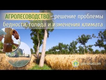 Лесосад - Агролесоводство - решение проблемы бедности, голода и изменения климата.
